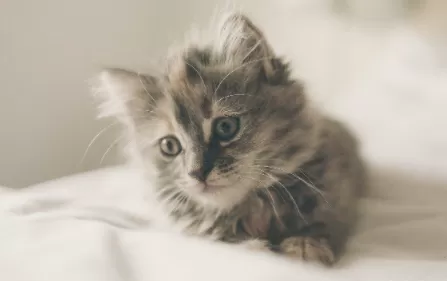 猫咪吃薯片有没有事2