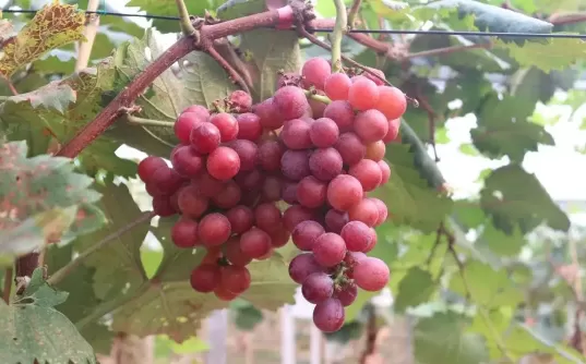 葡萄表面的白霜是酵母菌吗