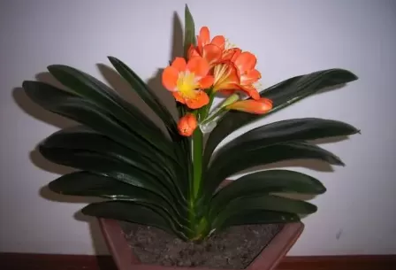 君子兰怎么养才能开花