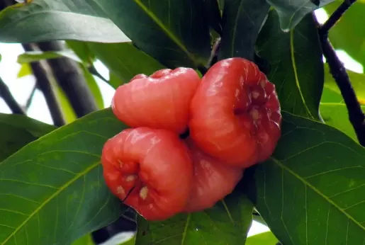 莲雾和梨可以打果汁吗