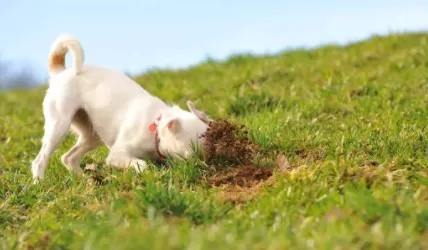 狗开始吃草是什么原因