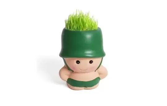 草头娃娃喜阴还是喜阳