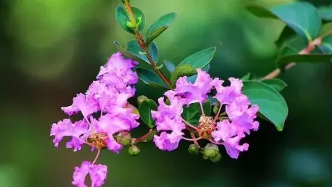 紫薇花什么季节开花