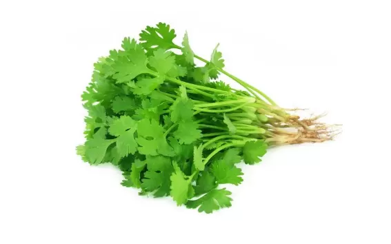 吃香菜会增加黑色素吗