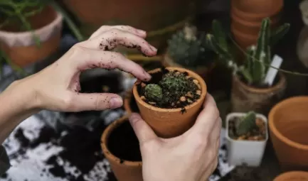 蚊香灰养花有什么好处