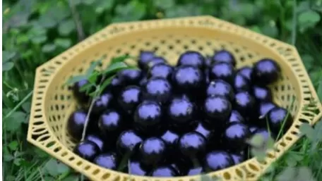 嘉宝果的功效与作用有哪些