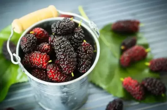 桑葚一次可以吃一斤吗