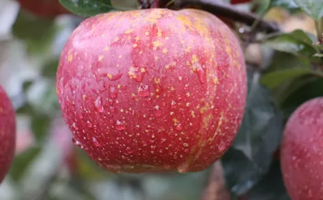 丑苹果就是野生苹果吗