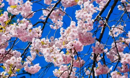 武汉东湖樱园要不要门票