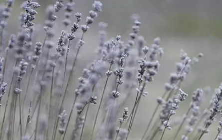 出花园在几月几日