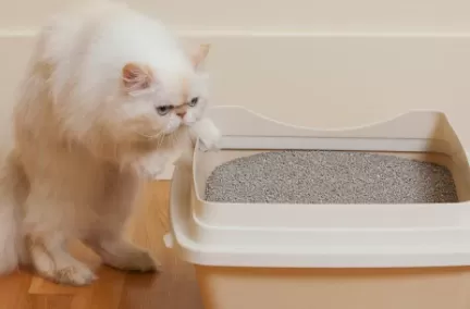 换猫砂怎么让猫适应