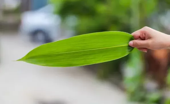 粽叶粗糙的那一边是外面还是里面