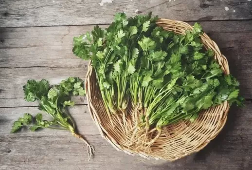 吃香菜会增加黑色素吗