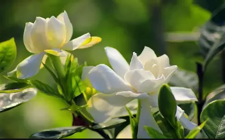 栀子花半个月没浇水蔫了怎么补救