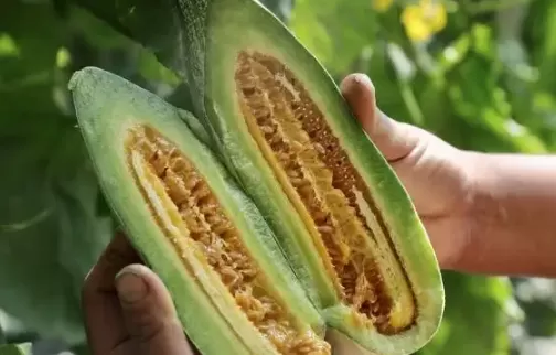 羊角蜜的皮和籽能吃吗