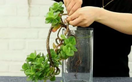 水培植物长虫子怎么办