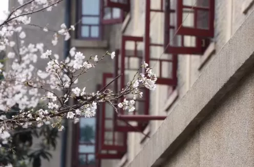 武汉大学樱花3月20日好约吗20221