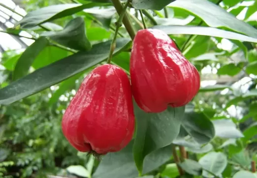 莲雾和荔枝能一起吃吗