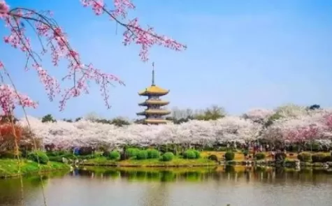 武汉东湖樱园要不要门票