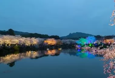 武汉东湖夜樱几点开灯2022