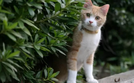 小猫眼屎多正常吗1