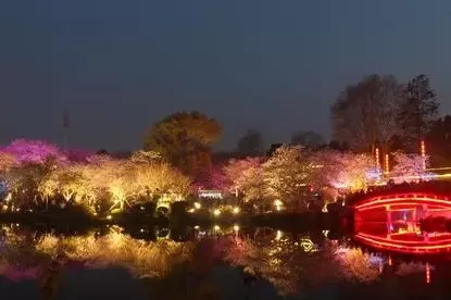 2022武汉东湖夜樱需要预约吗1