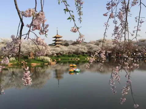 武汉樱花在哪个大学