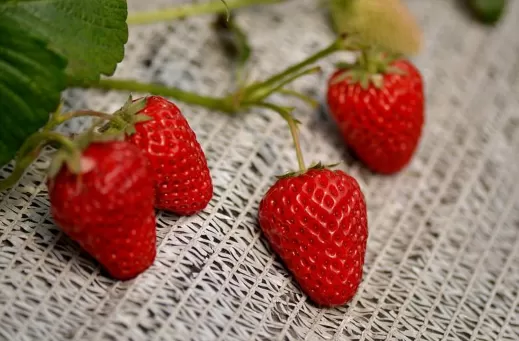 草莓有白色的霜像发霉了一样还能吃么1