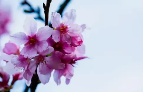 2022年清明节武汉还有樱花吗3