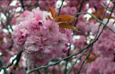 2022年三月去武汉能看到樱花吗1
