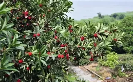 2022小暑后是不是更爱犯困