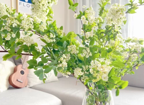 小手球花有毒吗2