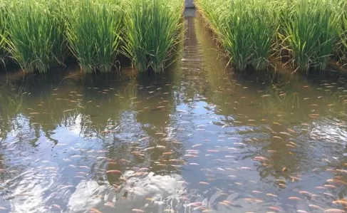 稻田养什么鱼最好养