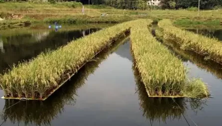 5亩鱼塘一年多少利润