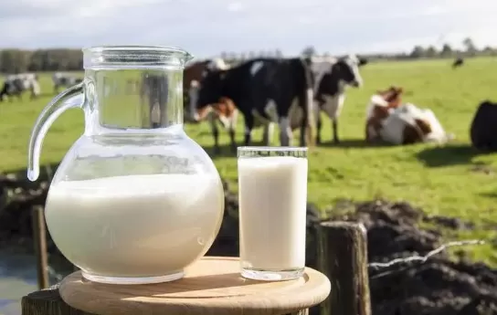 纯牛奶保质期长的好还是短的好1