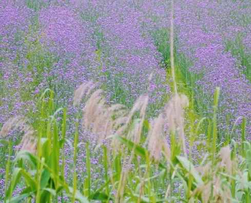 武汉光谷马鞭草花海在哪里3
