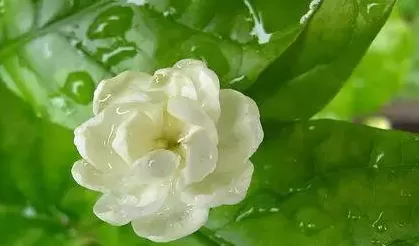 茉莉花的养殖方法和注意事项有哪些
