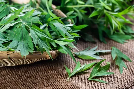 艾草红杆的与白杆的哪个更好