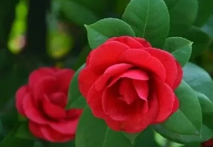 家里为什么不能养茶花