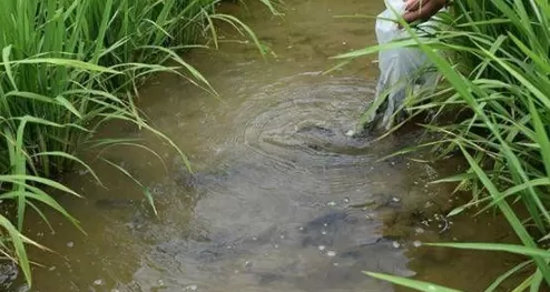 养鱼赚钱吗风险大吗