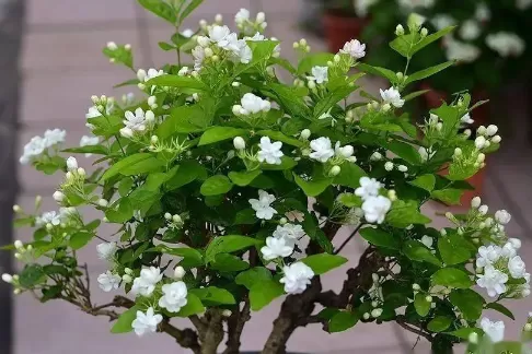 茉莉花的养殖方法和注意事项有哪些