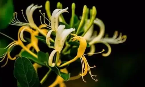 金银花怎么烘干