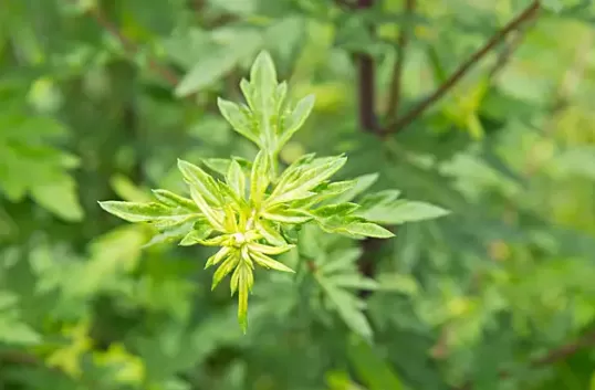 艾草杆子和艾草叶子哪个效果好