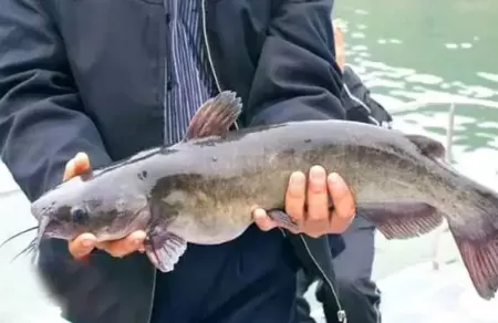 5亩鱼塘一年多少利润