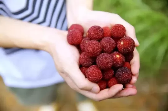 洗杨梅用小苏打还是盐水