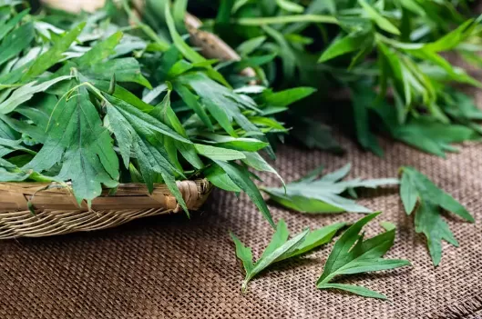 几月的艾草药用价值高