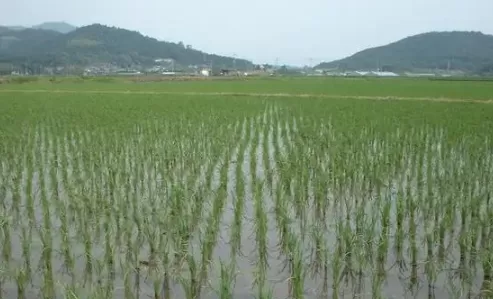 养鱼赚钱吗风险大吗