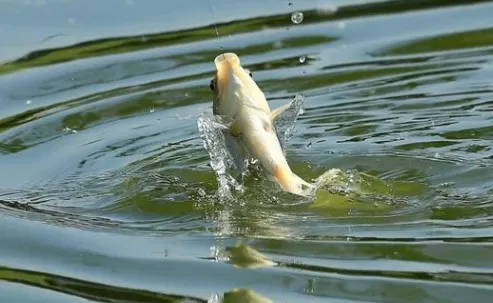 养鱼赚钱吗风险大吗