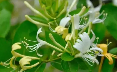 金银花怎么烘干