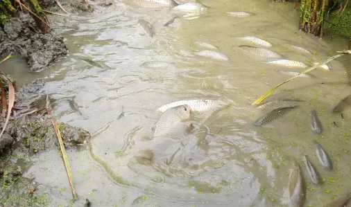 农村鱼塘适合养什么鱼